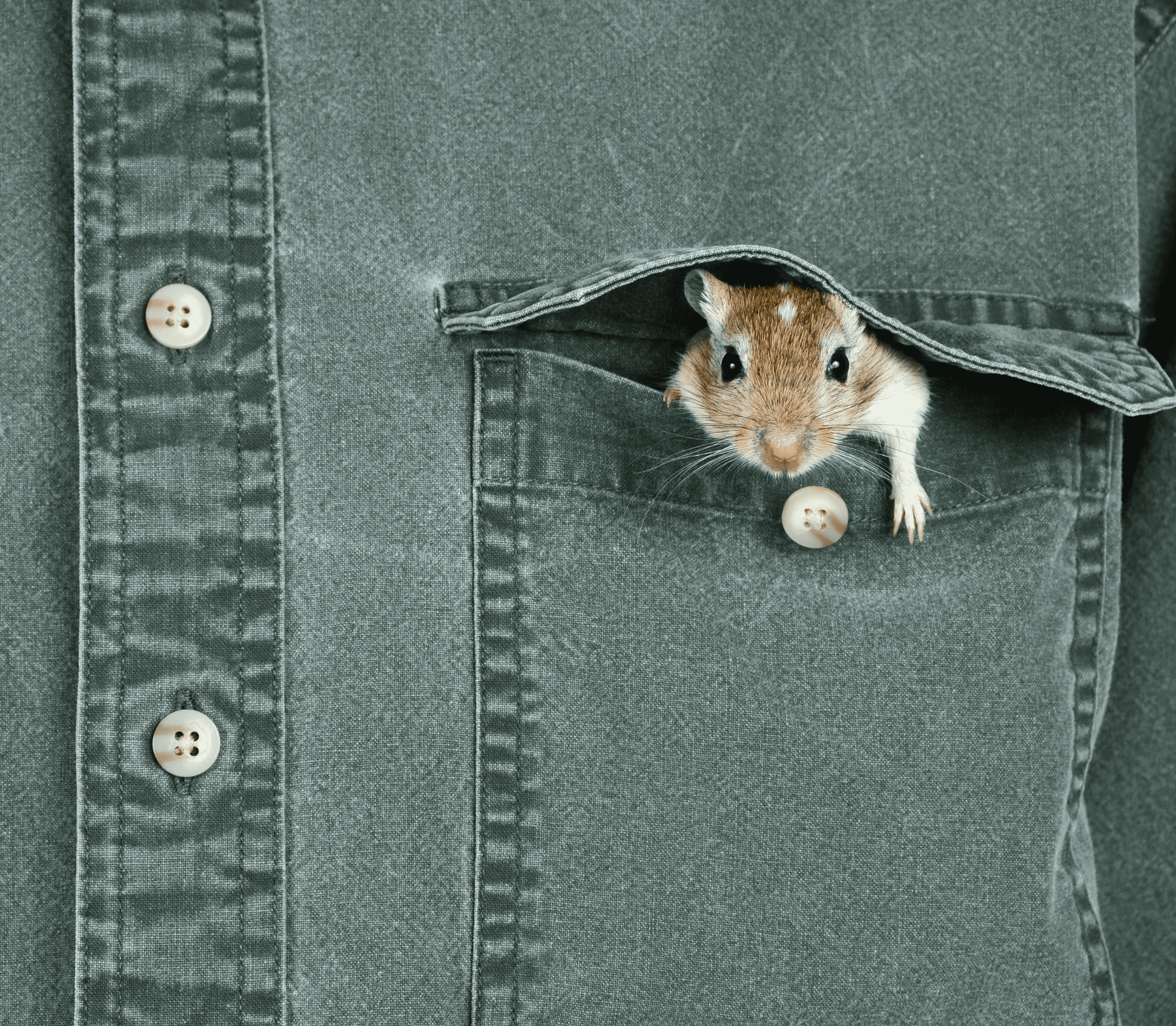 Pocket pet inside a front pocket