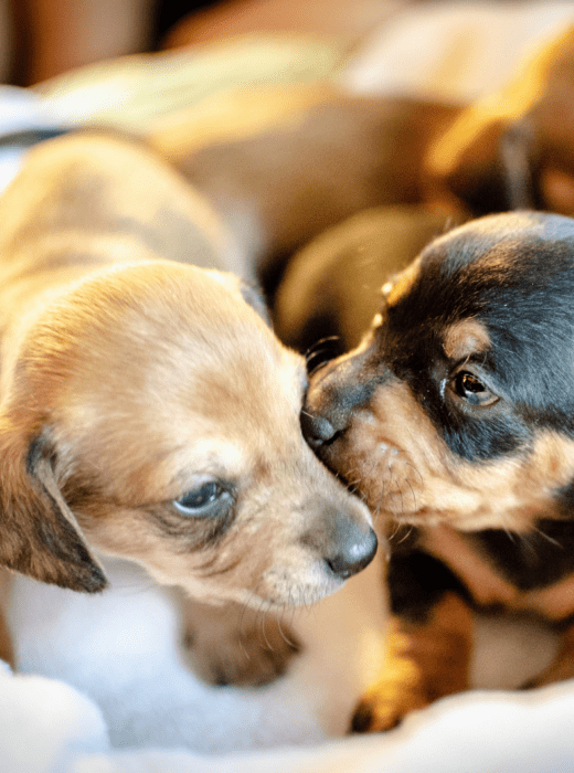 Two brown puppies