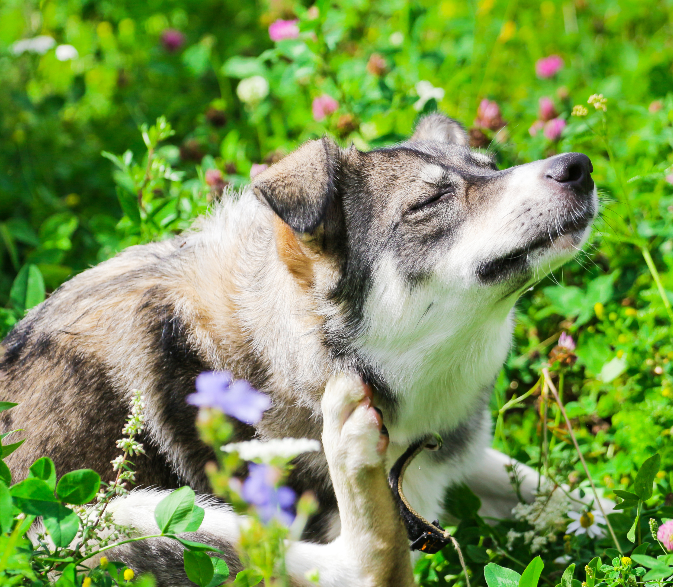 Husky dog scratching its body sitting the grass