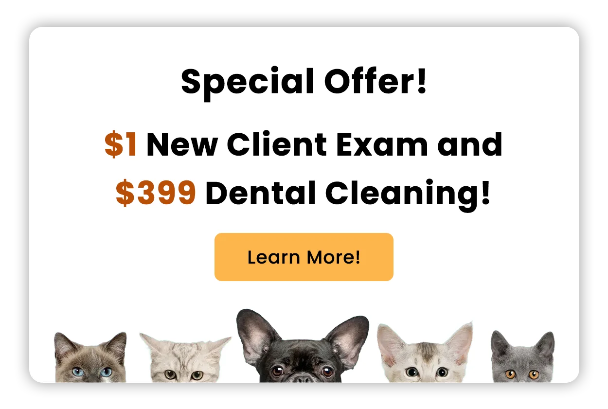 Special Offer! $1 New Client Exam and $399 Dental Cleaning! Learn More!