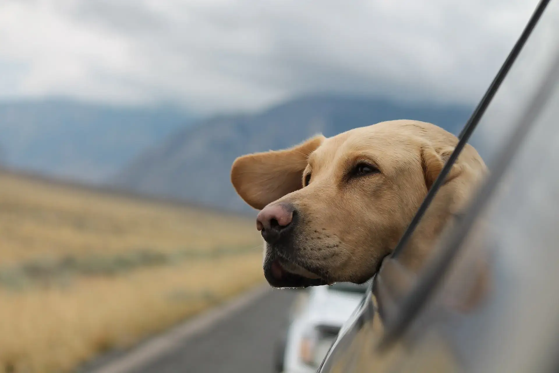 dog with light brown fur sticking head out window